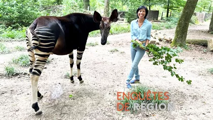 Enquêtes de région - Sylvie Malal et l'okapi au parc zoologique et botanique de Mulhouse - crédit FTV Enquêtes de région - plumes et poils - Sylvie Malal - crédit FTV