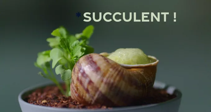 Succulent ! Les escargots Succulent ! Les escargots