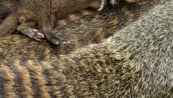 Bébé mangouste, dormant au milieu de sa famille, photo extraite du documentaire Premiers pas dans la vie sauvage