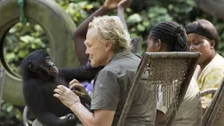 LE MESSAGER - SUR LA ROUTE DES BONOBOS