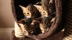 UNE VIE DE CHATON