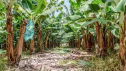 ©Ego production LA BANANE, L'OR ANTILLAIS