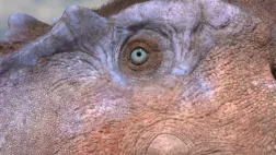 Walking with dinosaurs