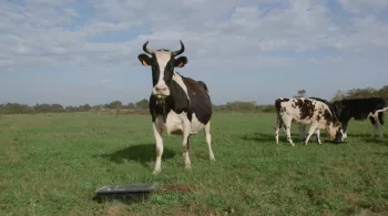 Documentaire le veau, la vache et le territoire