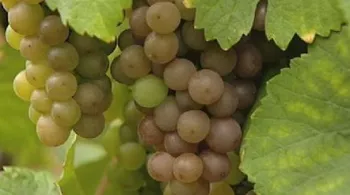 France 3 Alsace à la Foire aux Vins d'Alsace 2016 