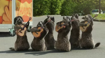Les Marmottes Gypsies © Dream on 