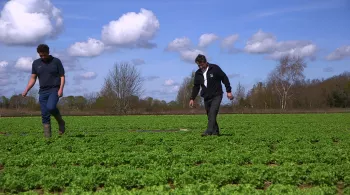 salade