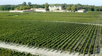vignoble