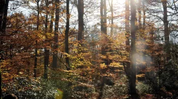 La forêt © Max PPP