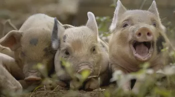 CINQ PETITS COCHONS