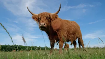 Animaux