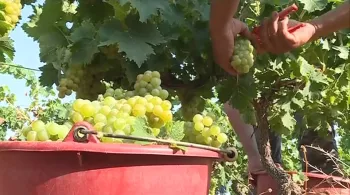Vendanges
