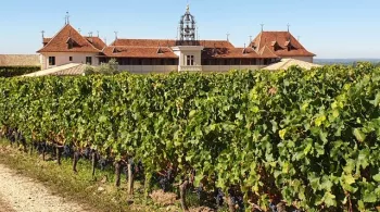 Bis à Saint-Emilion - Château Angélus 