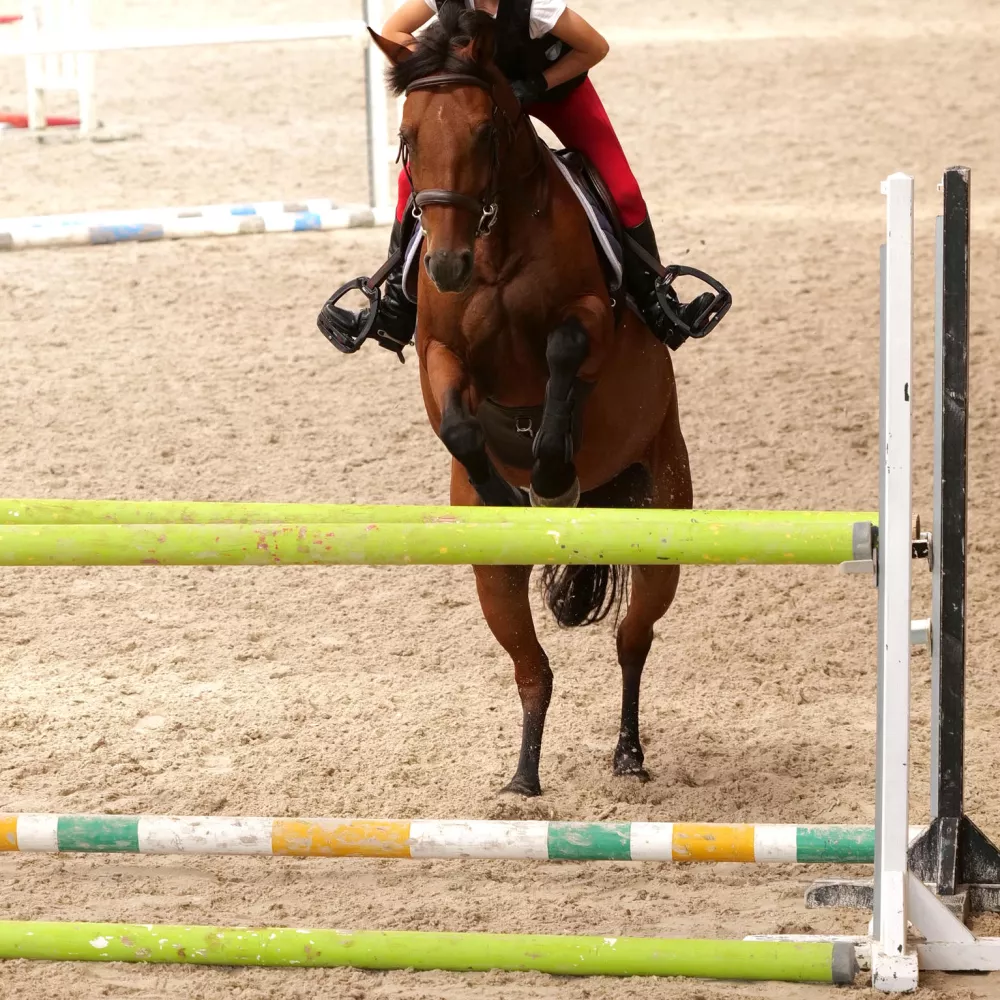 Gilles Gustine/ France 4 AU GALOP !