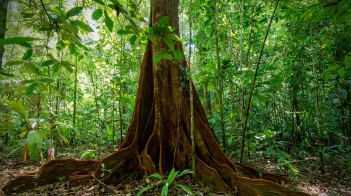 Le monde secret des forêts